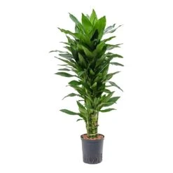 Dracaena Janet Lind - Branched - HydroCare -HousePlants Shop Dracaena Janet Lind Branched Hydroculture Indoor Plant Small