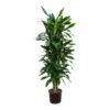 Dracaena Janet Lind - Branched - HydroCare 1 Dracaena Janet Lind - Branched - HydroCare -HousePlants Shop Dracaena Janet Lind Branched Hydroculture Indoor Plant Tall