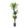 Dracaena Janet Lind - Multi Stem - HydroCare -HousePlants Shop Dracaena Janet Lind Hydroculture Indoor Plant 3Stems Tall