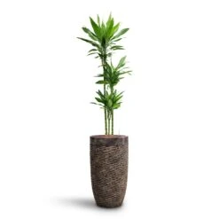 Luxe Lite Layer Partner Planter - Bronze -HousePlants Shop Dracaena Janet Lind Multi Stem HydroCare Luxe Lite Layer Partner Planter Bronze 969a4eac 356c 46b2 a4e5 645d6698b90d