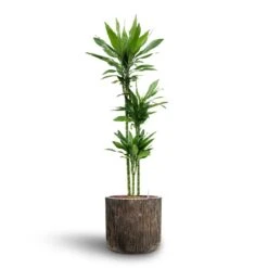 Luxe Lite Waterfall Cylinder Planter - Bronze -HousePlants Shop Dracaena Janet Lind Multi Stem Hydroculture 3 stems Luxe Lite Waterfall Cylinder Planter Bronze 40 x 38cm