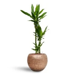 Dracaena Janet Lind - Multi Stem - HydroCare -HousePlants Shop Dracaena Janet Lind Multi Stem Hydroculture 3 stems Opus Hammered Globe Planter Gold 40 x 32cm