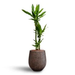 Dracaena Janet Lind - Multi Stem - HydroCare -HousePlants Shop Dracaena Janet Lind Multi Stem Hydroculture 3 stems Opus Hit Darcy Planter Gold 38 x 42cm