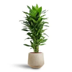 Dracaena Janet Lind - Branched - HydroCare -HousePlants Shop Dracaena Janet Lind Multi Stem Hydroculture 3 stems Raindrop Tube Round Planter Stone 30 x 26cm