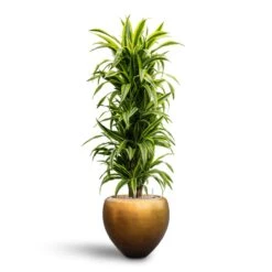Metallic Couple Plant Pot - Matt Honey -HousePlants Shop Dracaena Lemon Lime Branched Hydroculture 31 28 x 130cm Metallic Couple Plant Pot Matt Honey 50 x 45cm 9ea39e1b 3b21 4612 9731 744dd39b1277