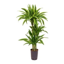 Dracaena Lemon Lime - Multi Stem - HydroCare -HousePlants Shop Dracaena Lemon Lime Hydroculture Indoor Plant 3Stems Small