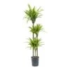 Dracaena Lemon Lime - Multi Stem - HydroCare -HousePlants Shop Dracaena Lemon Lime Hydroculture Indoor Plant 3Stems Tall