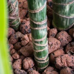 Dracaena Lemon Lime - Multi Stem - HydroCare -HousePlants Shop Dracaena Lemon lime Multi Stem HydroCare SWATCH