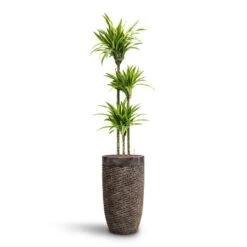 Luxe Lite Layer Partner Planter - Bronze -HousePlants Shop Dracaena Lemon lime Multi Stem HydroCare Luxe Lite Layer Partner Planter Bronze 52202542 a43e 4d77 b176 6f82d57c5970