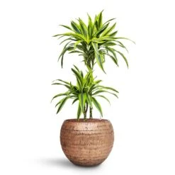 Dracaena Lemon Lime - Multi Stem - HydroCare -HousePlants Shop Dracaena Lemon lime Multi Stem HydroCare Opus Hammered Globe Planter Gold