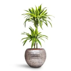 Opus Hammered Globe Planter - Silver 22 Opus Hammered Globe Planter - Silver -HousePlants Shop Dracaena Lemon lime Multi Stem HydroCare Opus Hammered Globe Planter Silver 1229ad71 e5d4 40eb 8bcc b9cb8df8b72c