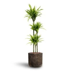 Dracaena Lemon Lime - Multi Stem - HydroCare -HousePlants Shop Dracaena Lemon lime Multi Stem Hydroculture 18 19 x 135cm Luxe Lite Waterfall Cylinder Planter Bronze 40 x 38cm