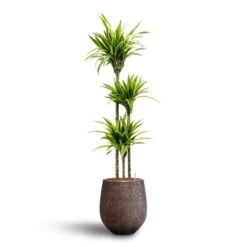 Dracaena Lemon Lime - Multi Stem - HydroCare -HousePlants Shop Dracaena Lemon lime Multi Stem Hydroculture 18 19 x 135cm Opus Hit Darcy Planter Gold 38 x 42cm