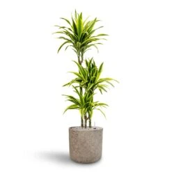 Dracaena Lemon Lime - Multi Stem - HydroCare -HousePlants Shop Dracaena Lemon lime Multi Stem Hydroculture 21 20 x 125cm Charlie Plant Pot Grey Washed 25 x 24cm