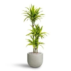 Cody Plant Pot - Ridged Cement -HousePlants Shop Dracaena Lemon lime Multi Stem Hydroculture 21 20 x 125cm Cody Plant Pot Ridged Cement 28 x 25cm 15721c26 06f3 4163 8eb8 9f9269a8c06c
