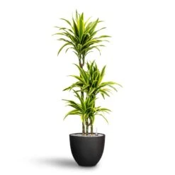 Coral Refined Planter - Volcano Black -HousePlants Shop Dracaena Lemon lime Multi Stem Hydroculture 21 20 x 125cm Coral Refined Planter Volcano Black 25 x 21 cm 59f0469e 4b91 409e b593 752231a5aaff