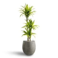 Grigio Balloon Plant Pot - Natural Concrete -HousePlants Shop Dracaena Lemon lime Multi Stem Hydroculture 21 20 x 125cm Grigio Balloon Plant Pot Natural Concrete 30 x 30 cm 3595fcf5 ccc6 4fbd 9a7e 1f1d823c6aae
