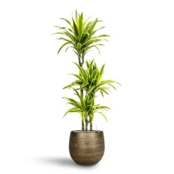 Ryan Plant Pot - Shiny Gold -HousePlants Shop Dracaena Lemon lime Multi Stem Hydroculture 21 20 x 125cm Ryan Plant Pot Shiny Gold 31 x 28 cm 88583960 45b7 4431 8b35 91dbac6f509c