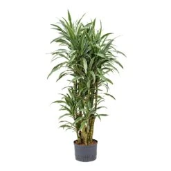 Dracaena Warneckii - Branched - HydroCare -HousePlants Shop Dracaena Warneckii Branched Hydroculture 25 19x110cm