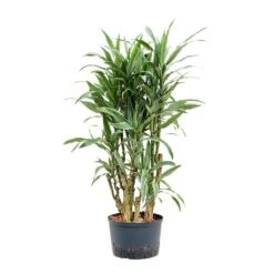 Dracaena Warneckii - Branched - HydroCare -HousePlants Shop Dracaena Warneckii Branched Hydroculture 28 19x130cm