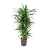 Dracaena Warneckii - Branched - HydroCare -HousePlants Shop Dracaena Warneckii Branched Hydroculture Indoor Plant