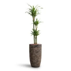 Dracaena Warneckii - Multi Stem - HydroCare -HousePlants Shop Dracaena Warneckii Multi Stem HydroCare Luxe Lite Layer Partner Planter Bronze