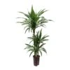 Dracaena Warneckii - Multi Stem - HydroCare -HousePlants Shop Dracaena Warneckii Multi Stem Hydroculture Indoor Plant 3Stems