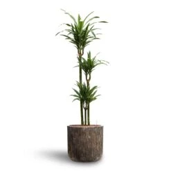 Dracaena Warneckii - Multi Stem - HydroCare -HousePlants Shop Dracaena Warneckii Multi Stem Hydroculture Luxe Lite Waterfall Cylinder Planter Bronze