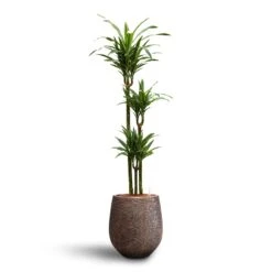 Dracaena Warneckii - Multi Stem - HydroCare -HousePlants Shop Dracaena Warneckii Multi Stem Hydroculture Opus Hit Darcy Planter Gold