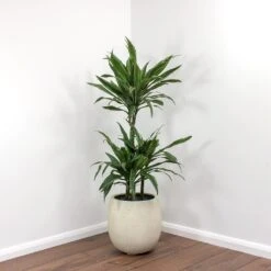 Dracaena Deremensis Warneckii - Multi Stem -HousePlants Shop Dracaena deremensis Warneckii Balloon Plant Pot White Concrete