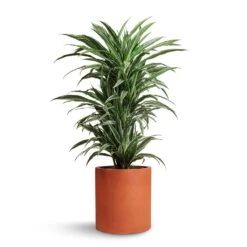 Dracaena Deremensis Warneckii - Branched -HousePlants Shop Dracaena deremensis Warneckii Branched 24x90cm Max Refined Planter Canyon Orange 29x29.5cm e45807ea 2b5b 4ac1 8804 6e089714097f