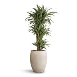 Dracaena Deremensis Warneckii - Branched -HousePlants Shop Dracaena deremensis Warneckii Branched 27 x 120cm Grigio Tall Balloon Planter Antique White Concrete 40 x 50cm