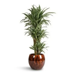 Kae Plant Pot - Cayenne -HousePlants Shop Dracaena deremensis Warneckii Branched 27x120cm Kae Plant Pot Cayenne 37x32cm f203c729 6f80 4414 8ae2 72ab3e2e1a47