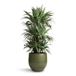 Dracaena Deremensis Warneckii - Branched -HousePlants Shop Dracaena deremensis Warneckii Branched 27x120cm Zembla Plant Pot Green 35x32cm