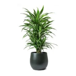 Dracaena Deremensis Warneckii - Branched -HousePlants Shop Dracaena deremensis Warneckii Branched Esra Plant Pot Dark Green