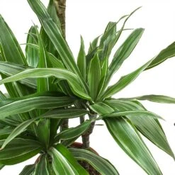 Dracaena Deremensis Warneckii - Multi Stem -HousePlants Shop Dracaena deremensis Warneckii Leaves