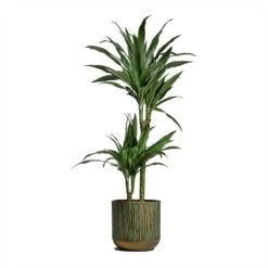Dracaena Deremensis Warneckii - Multi Stem -HousePlants Shop Dracaena deremensis Warneckii Multi Stem 19x90cm 2 stems Caro Metal Plant Pots Set of 6 Copper Green