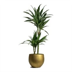 Dracaena Deremensis Warneckii - Multi Stem -HousePlants Shop Dracaena deremensis Warneckii Multi Stem 19x90cm 2 stems Mini Orb Kevan Plant Pot Metallic Gold 25x21cm