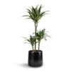 Dracaena Deremensis Warneckii - Multi Stem -HousePlants Shop Dracaena deremensis Warneckii Multi Stem 21x105 3 stems Akemi Plant Pot Carbon Black 27x25cm