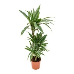 Dracaena Deremensis Warneckii - Multi Stem -HousePlants Shop Dracaena deremensis Warneckii Multi Stem