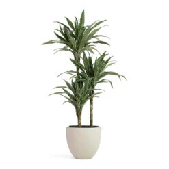 Coral Refined Planter - Natural White -HousePlants Shop Dracaena deremensis Warneckii Multi Stem Coral Refined Planter Natural White