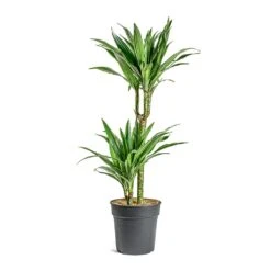 Dracaena Deremensis Warneckii - Multi Stem -HousePlants Shop Dracaena deremensis Warneckii Multi Stem 401f4d6b 3efd 497d 89eb 216dc3421977