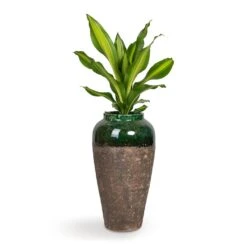 Dracaena Fragrans Burley -HousePlants Shop Dracaena fragrans Burley 14x40cm Lindy Bottle Plant Vase Black Green 28x50cm