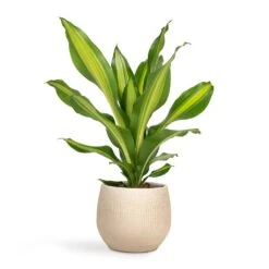 Dracaena Fragrans Burley -HousePlants Shop Dracaena fragrans Burley 14x40cm Ryan Plant Pot Sand Gold 18x16cm