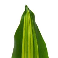 Dracaena Fragrans Burley -HousePlants Shop Dracaena fragrans Burley 14x40cm close leaf