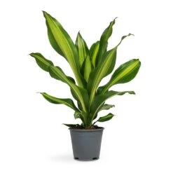 Dracaena Fragrans Burley -HousePlants Shop Dracaena fragrans Burley 14x40cm full size