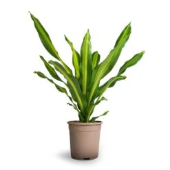 Dracaena Fragrans Burley -HousePlants Shop Dracaena fragrans Burley 24x100cm