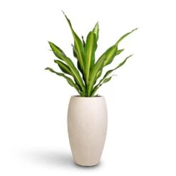 Dracaena Fragrans Burley -HousePlants Shop Dracaena fragrans Burley 24x100cm Raindrop Tall Balloon Planter Stone 37x60cm 28687b80 e0f2 4571 b50f c08428dfec3e