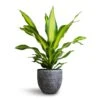 Dracaena Fragrans Burley -HousePlants Shop Dracaena fragrans Burley 24x85cm Cas Plant Pot Anthracite 29x26cm 261fd9ee e7c4 4216 a96e 9f8f887acfe9