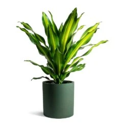 Dracaena Fragrans Burley -HousePlants Shop Dracaena fragrans Burley Max Refined Planter Pine Green 203ebbb6 a2d2 417b 9a00 a7c18d0cea31